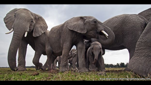 Manada de elefantes en un abrevadero de la Reserva Nacional Maasai Mara, en Kenia. Foto: Anup Shah