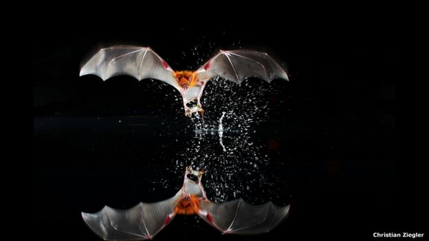 “Murciélago” por Christian Ziegler