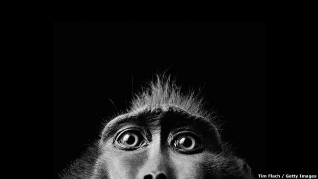 “Macaco negro” por Tim Flach. Getty Images