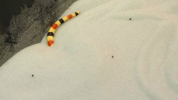 Serpiente