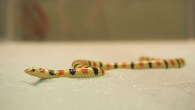 Serpiente