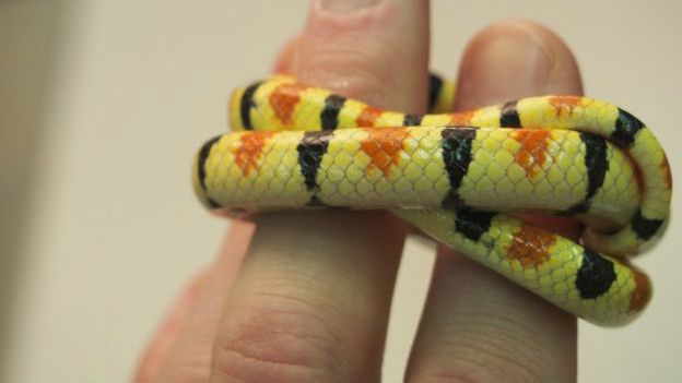 Serpiente