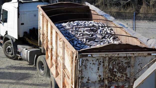 Camion con salmon