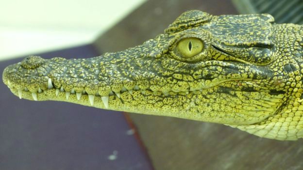 El Secreto Detras De La Aguda Vision De Los Cocodrilos Bbc