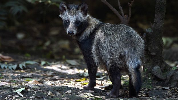 En muchos países de Europa los perros mapaches son una amenaza para la fauna autóctona.