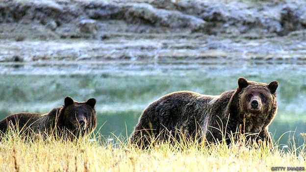 Osos en el Parque de Yellowstone