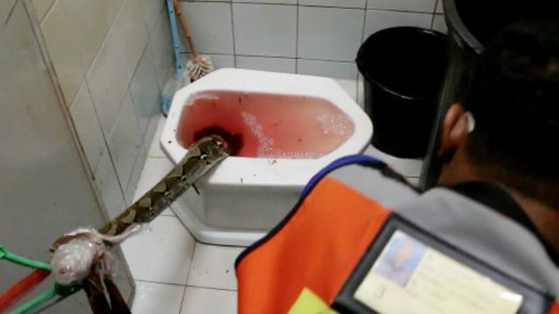 Le serpent a suivi son chemin vers les toilettes à travers la plomberie 