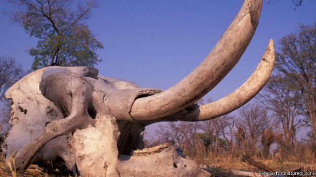 6600 Koleksi Gambar Hewan Dan Manusia Purba Gratis