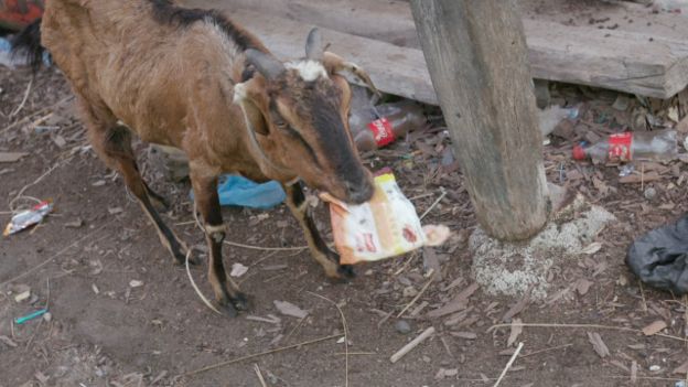 Kambing makan sampah di Pulau Bungin