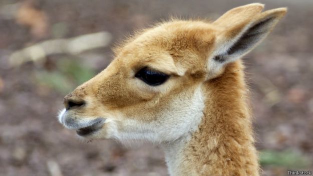 Vicuña