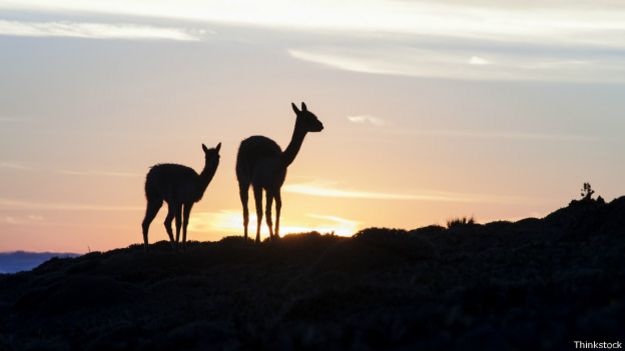 Vicuñas al atardecer