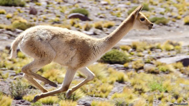 Vicuña saltando