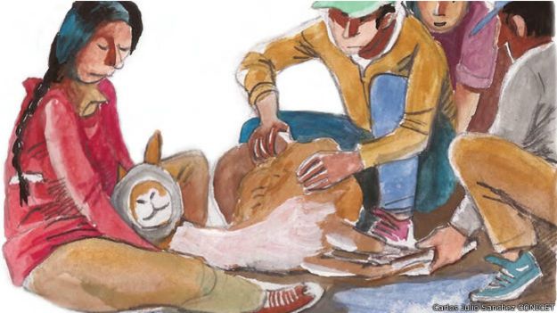 Ilustración de la esquila de vicuñas