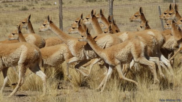 Vicuñas