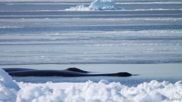 150115152041 index - El misterio del canto cambiante de las ballenas boreales 150115152041 index - El misterio del canto cambiante de las ballenas boreales
