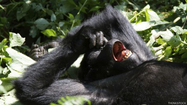 Un gorila se mete un dedo en la nariz
