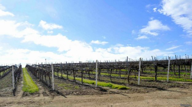 Viñedo en California