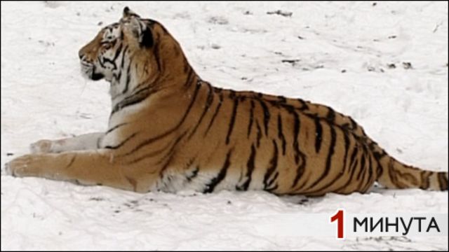 тигр
