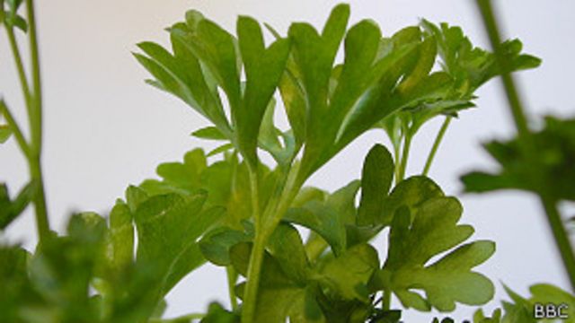 En la dieta mediterránea podría estar la "kriptonita" del cáncer
