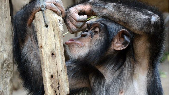 chimpanzee