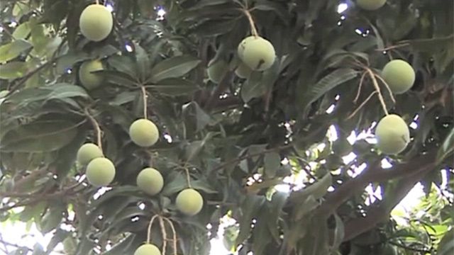 _indian_mango_eu_ban_