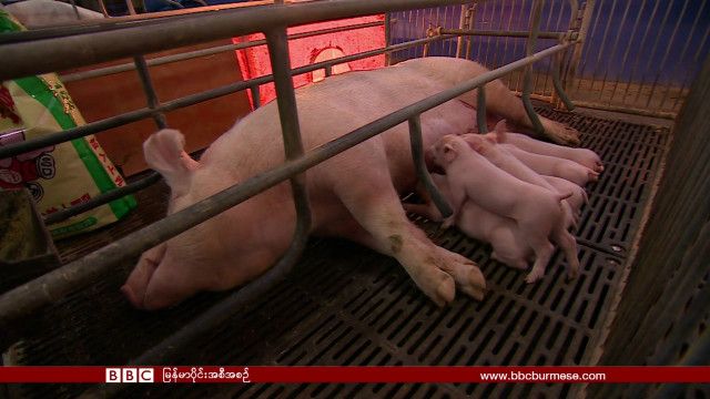 china cloning
