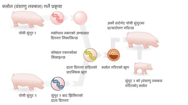 नेपाली
