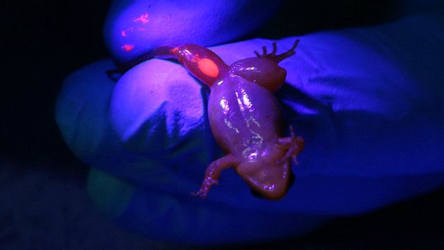 glowingfrogs