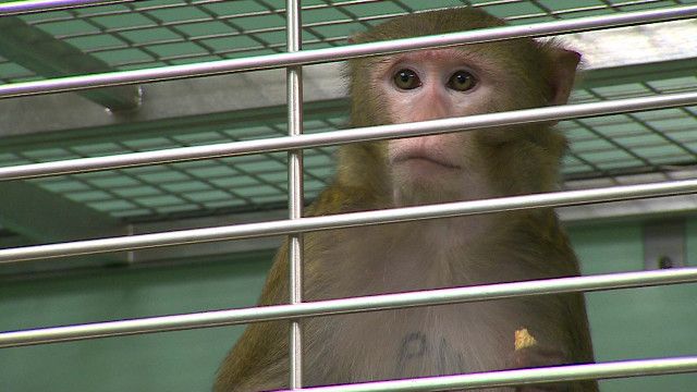 monkey