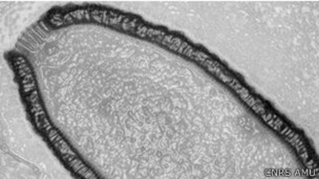 Resucitan a un virus de 30.000 años