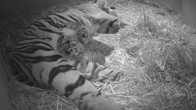 Harimau Sumatra
