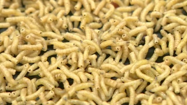 _maggots_