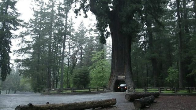 redwood1