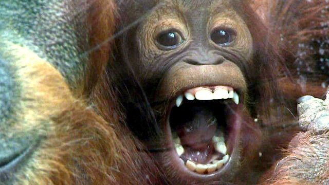Cómo revisar los dientes a un orangután - BBC News Mundo