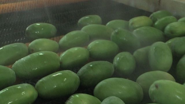 پاکستانی آموں کے لئے نئی ٹیکنالوجی