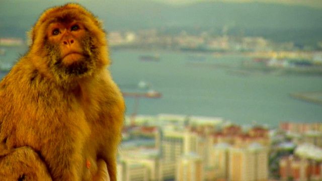 monkey