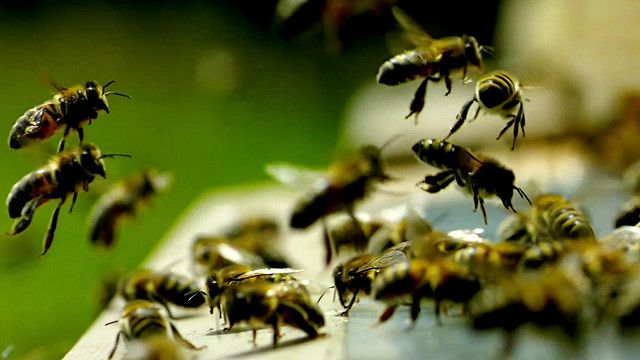 uk_bees