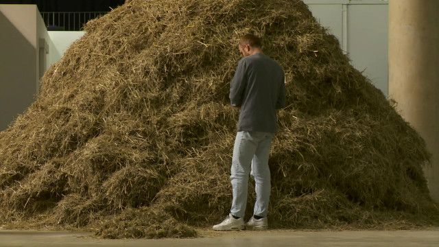 hay_needle