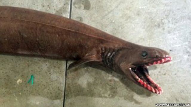 Raro 'fóssil vivo' é capturado na costa da Austrália
