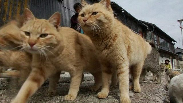 cat island