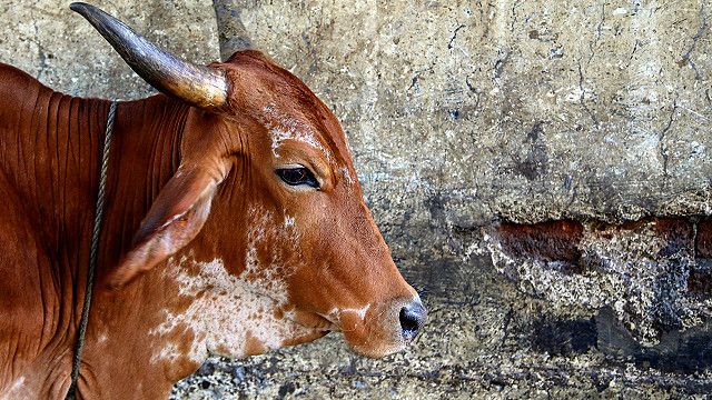 indian cow