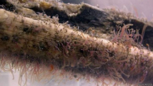 Los gusanos zombies que cambiaron el rumbo de la paleontología