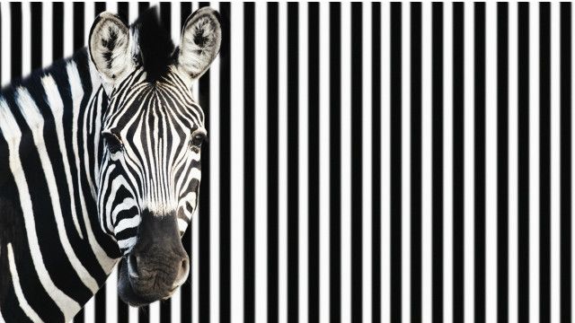 A zebra