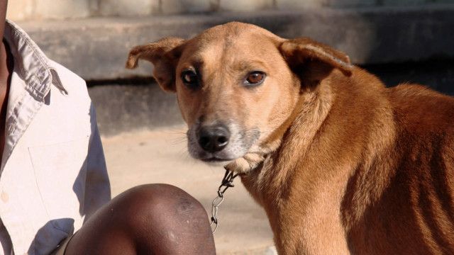 malawi rabies