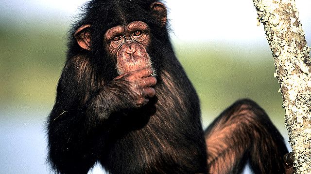 A chimpanzee