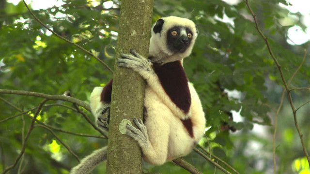 lemur