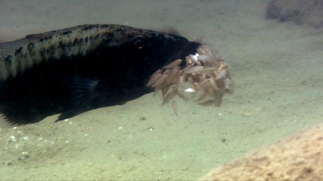 Contra predadores, peixe esconde filhotes na boca