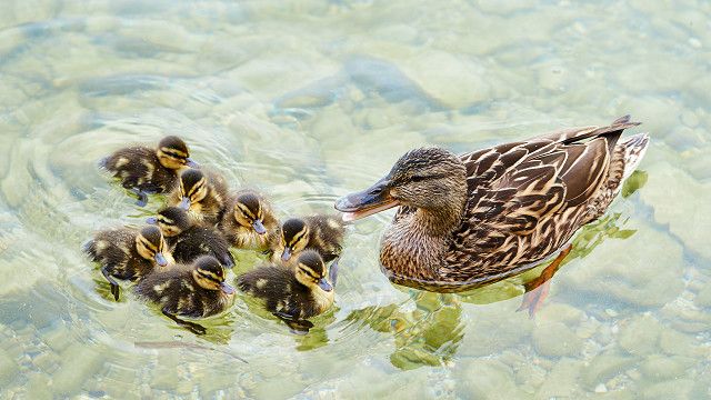 ducks