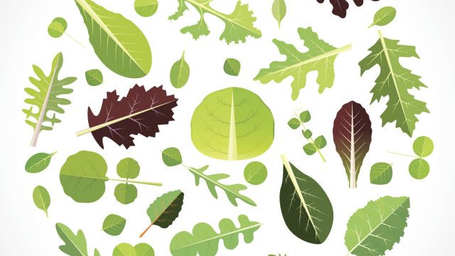 Lettuce leaves