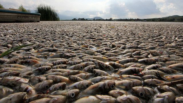 150819085324_mexico_fish_640x360_afp_noc